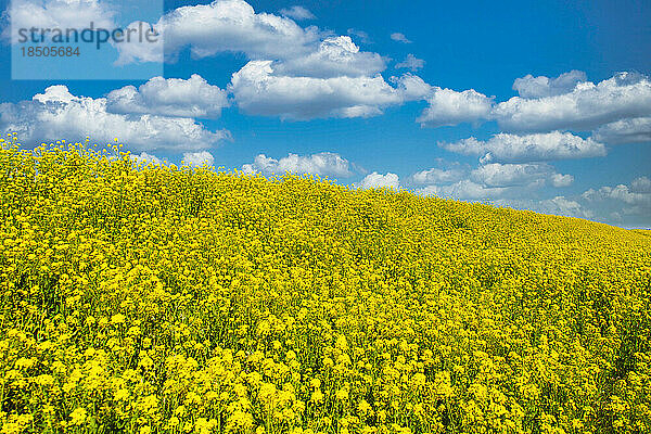 Nanohana-Blumen und blauer Himmel