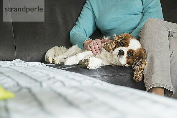 Frau entspannt sich mit dem Hund Cavalier King Charles Spaniel auf dem Sofa
