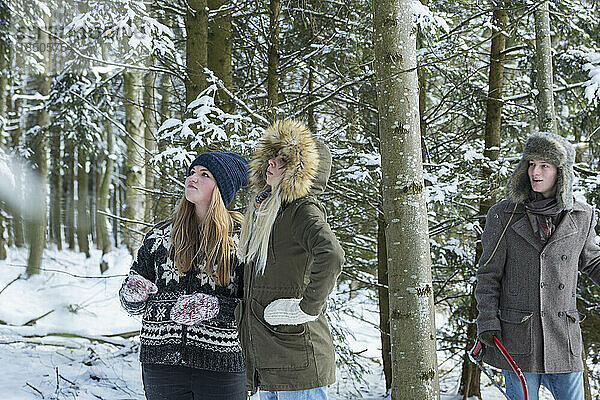 Freunde im verschneiten Wald suchen mit einer Säge nach einem Weihnachtsbaum  Bayern  Deutschland