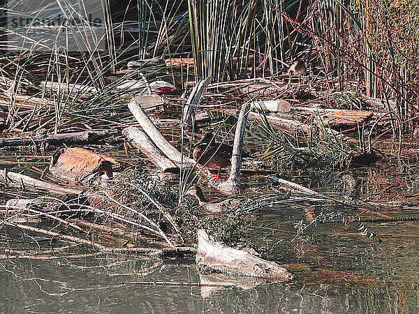 Ente auf einem Baumstamm im Zuckerrohrfeld eines Flusses  umgeben von Müll