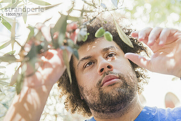 Junger Mann blickt auf Olivenbaum
