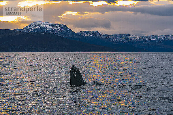 Breaching Humpback in Northern Fjords Norway