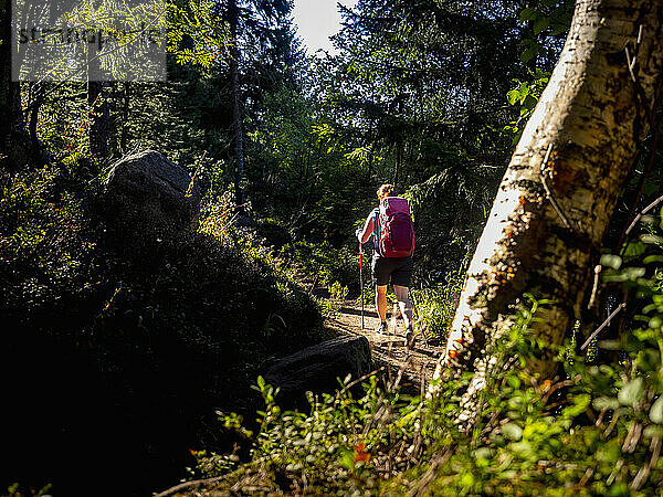 Rückansicht von Frauen beim Wandern im Wald am Lac Blanc  Vogesen  Frankreich