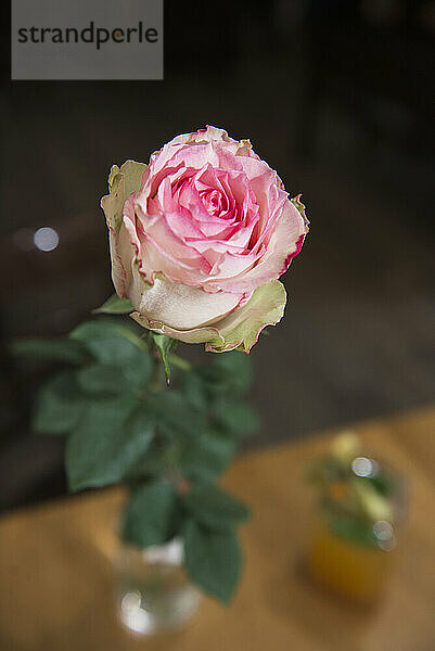 Nahaufnahme einer rosa Rose mit Blättern