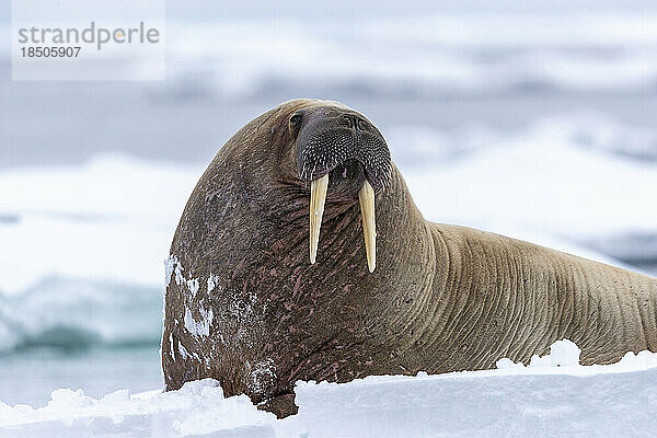 Ein Walross schaut in unsere Richtung  während es auf einem Stück Eis steht