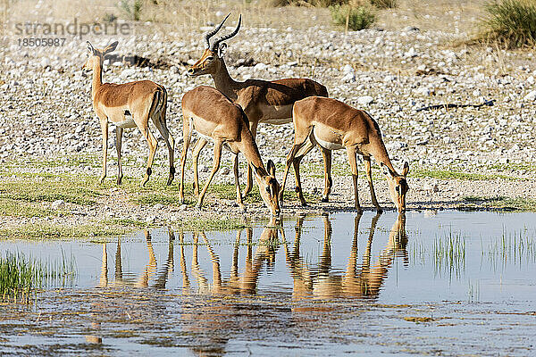 Gruppe von Impala-Trinkwasser aus Wasserloch im Etosha-Nationalpark  Namibia  Afrika