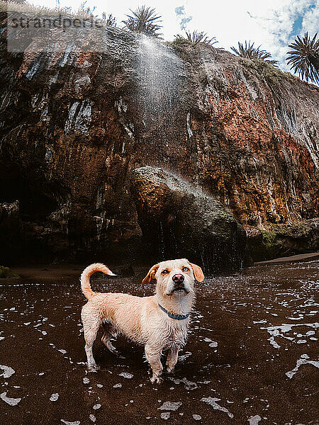 Hund am Strand unter einem Wasserfall
