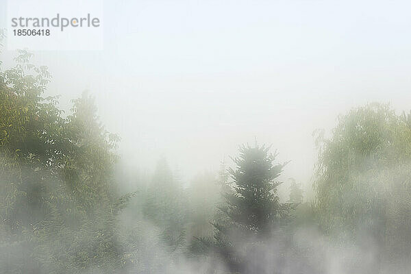 Dichter Nebel über Waldbäumen