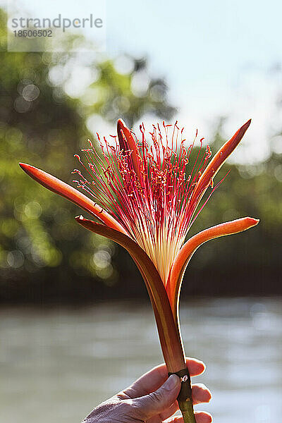 Die Hand einer Person hält die Blume Pachira aquatica  Orinoco-Delta  Venezuela