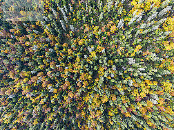 Luftaufnahme der Schweizer Jurawälder im Herbst