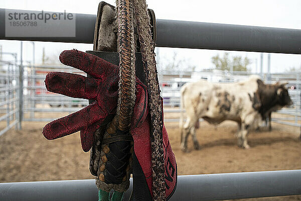 A bull rider's glove and rope hangs near a bull at the AZ black rodeo