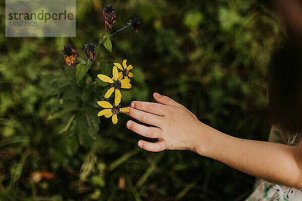 Nahaufnahme der Hand eines jungen Mädchens  die draußen sanft eine Blume berührt