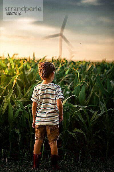 ein kleiner Junge  der Mais auf einem Feld betrachtet