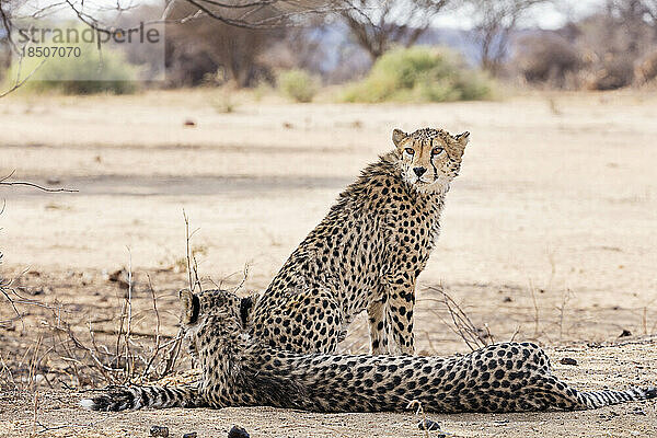 Gepard entspannt sich im Okonjima Nature Reserve  Namibia  Afrika