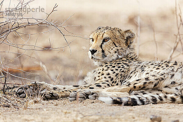 Gepard entspannt sich im Okonjima Nature Reserve  Namibia  Afrika