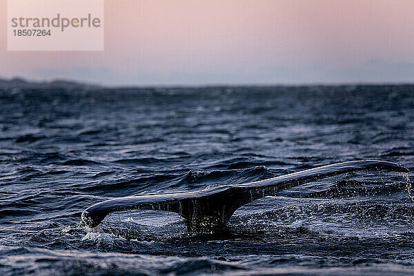 Ein Buckelwal ist im Begriff zu tauchen