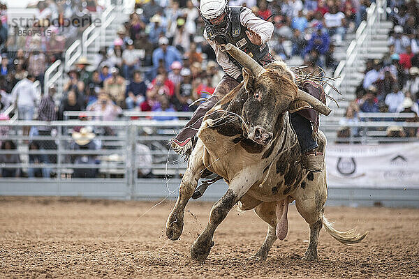 A bull rider tries to hang on at the Arizona black rodeo