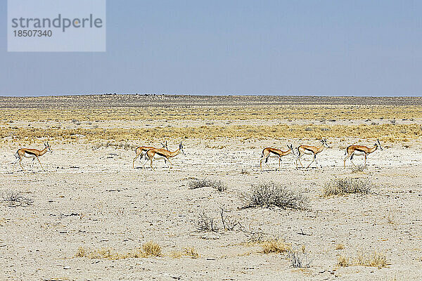 Steinbock im Etosha-Nationalpark  Namibia  Afrika