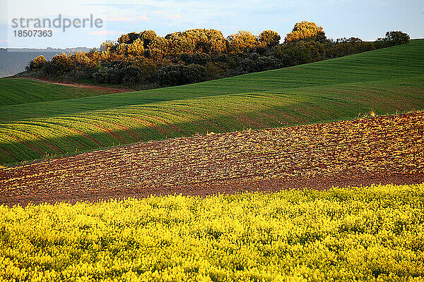 Wachsendes Rapsfeld im Frühling