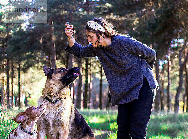 Blondes Mädchen spielt mit zwei Hunden in der Natur