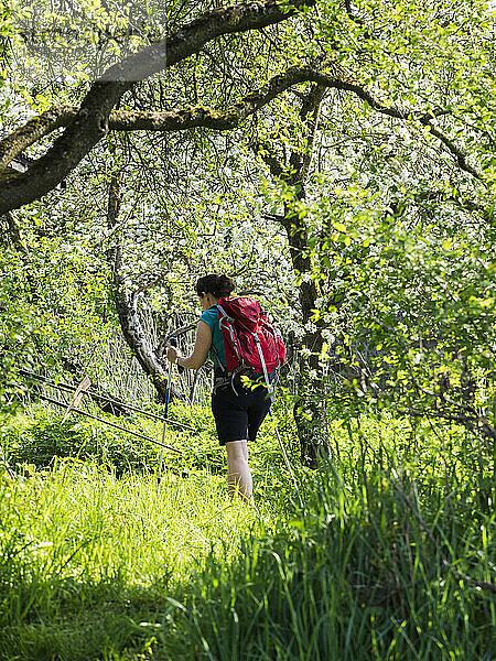 Frau wandert durch eine Wiese mit Kirschbaum in der Nähe von Eichstetten  Baden-Württemberg  Deutschland