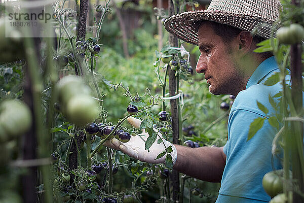 Ein erwachsener Mann beobachtet sorgfältig die im Garten angebauten schwarzen Tomaten