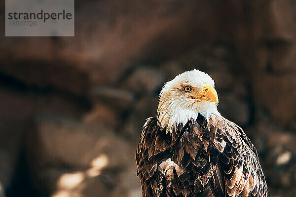 Kräftiger Weißkopfseeadler mit weiß gefiedertem Kopf  der aufmerksam zur Seite schaut