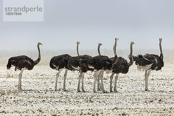 Gruppe von Straußen im Etosha-Nationalpark  Namibia  Afrika