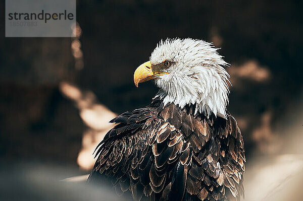 Weißkopfseeadler sitzt und schaut sich um