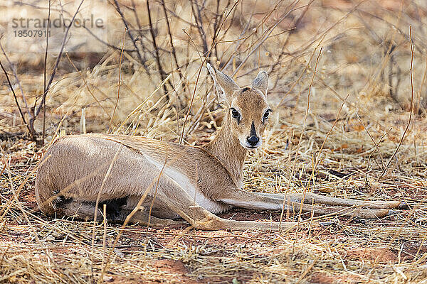 Damara Dik Dik Tier entspannt im Okonjima Nature Reserve  Namibia  Afrika