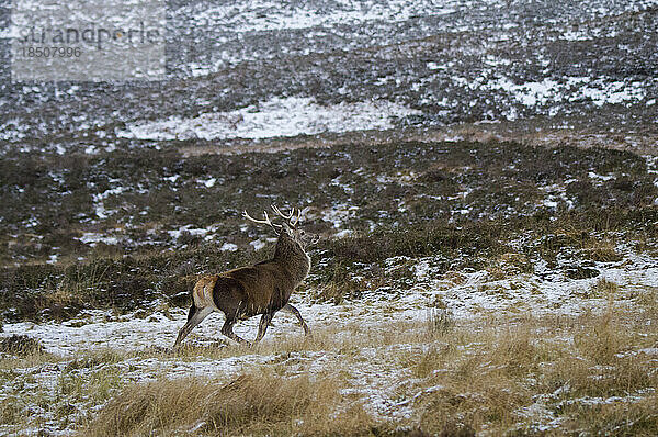 Rotwild-Hirsch in den schottischen Highlands von Sutherland  Schottland  Vereinigtes Königreich