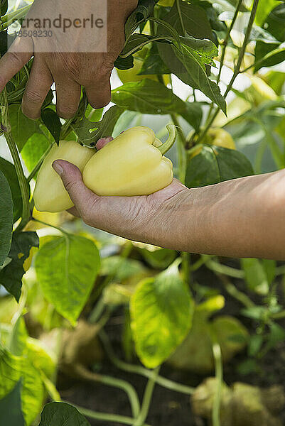 Ältere Frau erntet frische Paprika  Altötting  Bayern  Deutschland