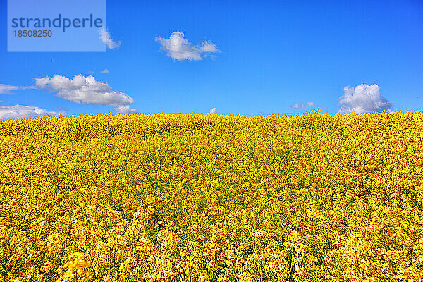 Wachsendes Rapsfeld im Frühling