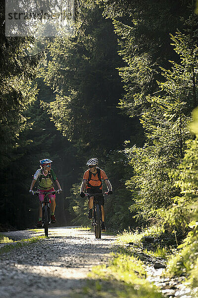 Zwei Mountainbiker fahren auf unbefestigter Straße durch Wald  Zillertal  Tirol  Österreich