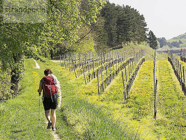 Frau wandert auf schmalem Fußweg durch Weinbergterrassen  Baden-Württemberg  Deutschland