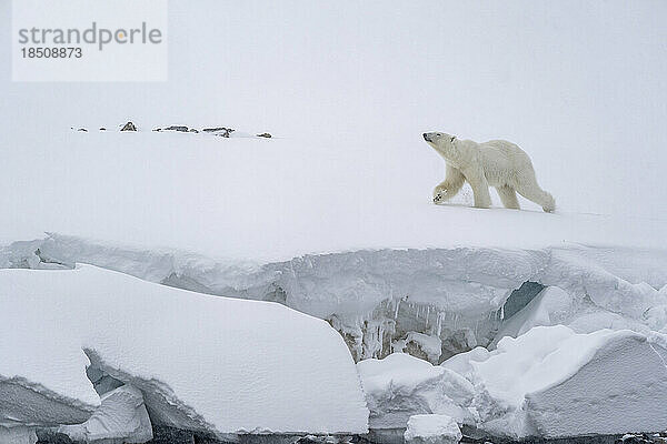 Ein Eisbär läuft im Schnee entlang der Küste neben einem Gesims