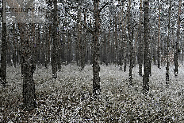 Eisiger Wald am Morgen im Winter