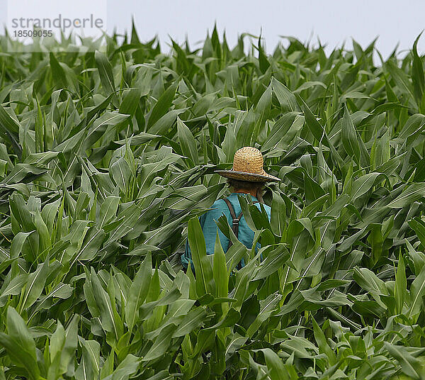 Ein Amish-Mann geht durch ein Maisfeld.