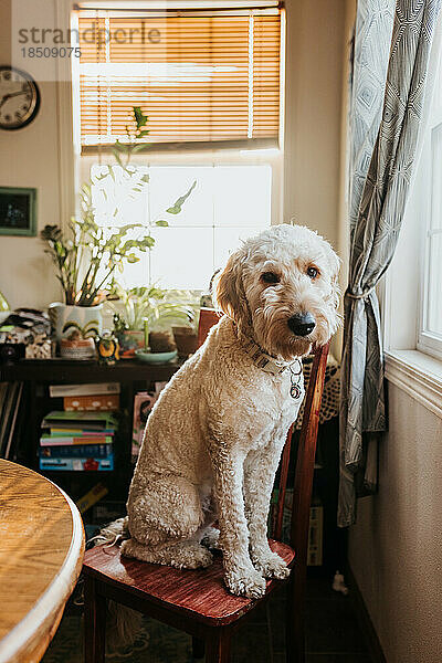 Goldendoodle-Hund sitzt auf Küchenstuhl und blickt in die Kamera