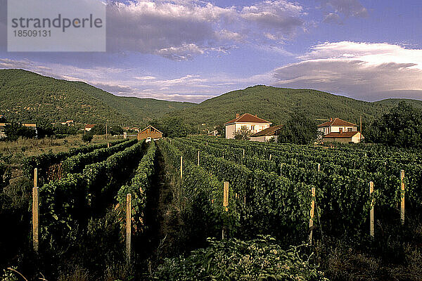 Weinberge und Weinreben in der Nähe von Skopje  Mazedonien
