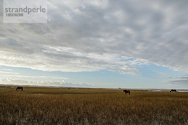 Wildpferde entlang der Outer Banks von North Carolina.