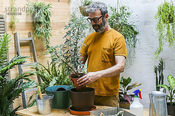 Mann topft Grünpflanze um (Schefflera Umbrella Dwarf Plant)