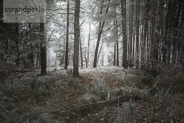 Eisiger Wald am Morgen im Winter