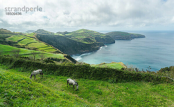 Fantastische Landschaft mit Pferden auf der Insel São Miguel  Azoren