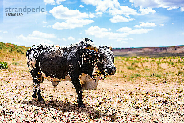 Arizona  Bullen- und Büffelfarm  Kühe auf einer US-Farm