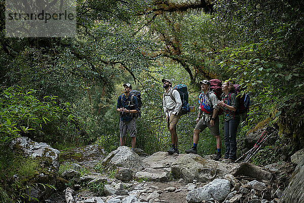 Vier Wanderer schauen nach oben  während sie mit Rucksäcken im Dschungel stehen