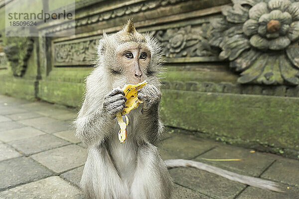 Makaken isst Banane im alten Ruinentempel  Bali  Indonesien