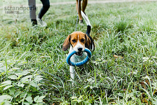 Im Herbst mit einem Beagle im Park spazieren gehen und spielen