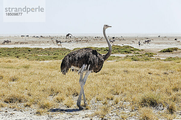 Strauß im Etosha-Nationalpark  Namibia  Afrika