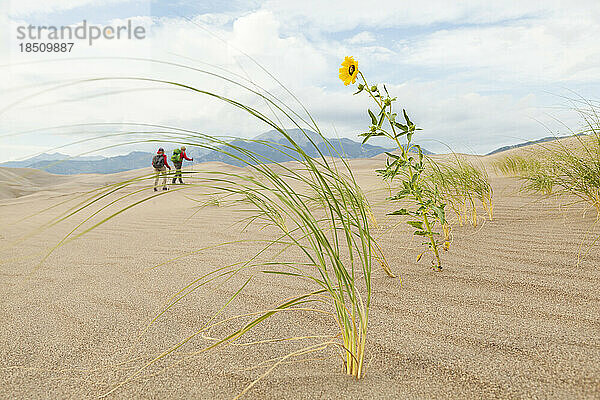 Wanderer passieren Prärie-Sonnenblumen und verwehtes Gras auf einer Sanddüne